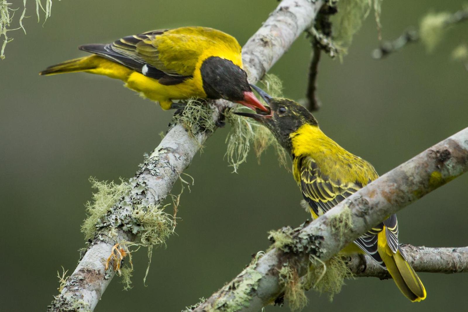 Teniqua Treetops Karatara Settlement Zewnętrze zdjęcie